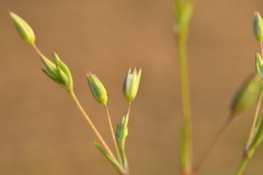 Sabulina tenuifolia