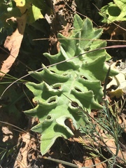 Cirsium fontinale obispoense