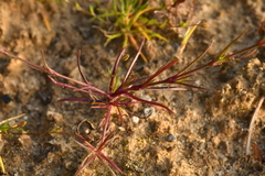 Sabulina tenuifolia