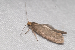 Argyresthia glabratella