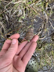 Rabdophaga salicisgnaphalioides