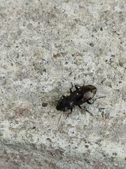 Notiophilus biguttatus