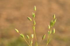 Sabulina tenuifolia