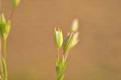 Sabulina tenuifolia