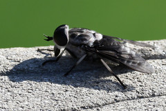 Tabanus trimaculatus