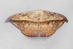 Oxydia obtusaria