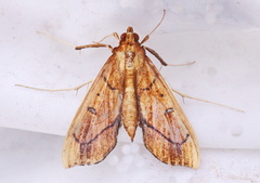 Anarmodia repandalis