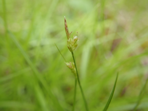 Carex novae-angliae