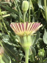 Urospermum dalechampii