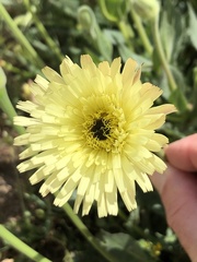 Urospermum dalechampii