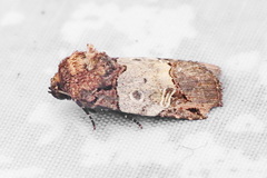 Hampsonodes melagona