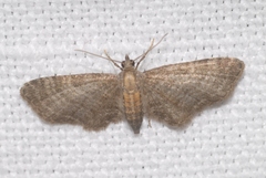 Eupithecia haworthiata