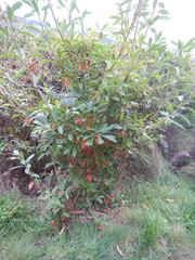 Photinia davidiana