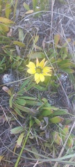 Gazania pectinata