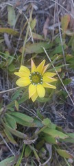 Gazania pectinata