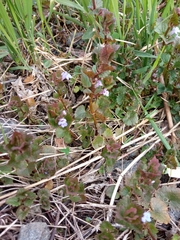 Glechoma hederacea
