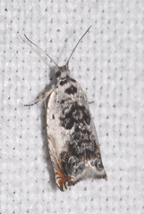 Ancylis laetana