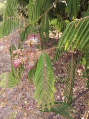 Albizia chinensis
