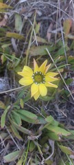 Gazania pectinata