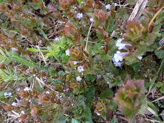 Glechoma hederacea