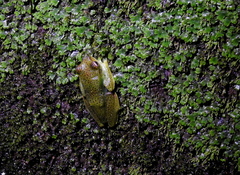 Zhangixalus prominanus