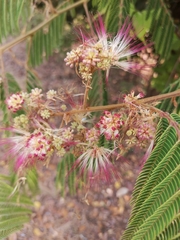Albizia chinensis