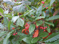 Photinia davidiana