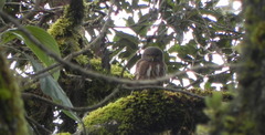 Glaucidium jardinii