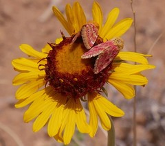 Schinia sanrafaeli