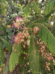Albizia chinensis