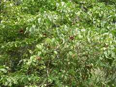 Tabernaemontana tomentosa