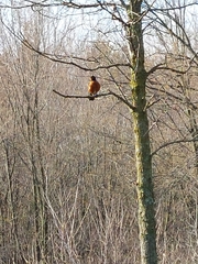 Turdus migratorius
