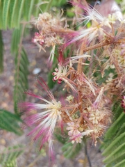 Albizia chinensis