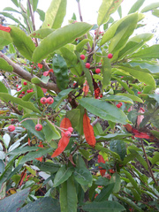 Photinia davidiana