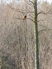 Turdus migratorius