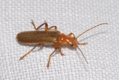 Cantharis cryptica