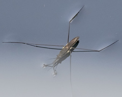 Aquarius conformis