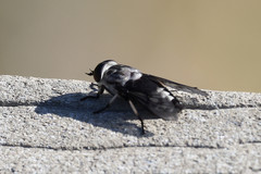 Tabanus trimaculatus