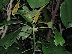 Dendrocnide kotoensis