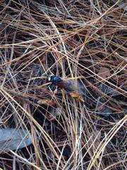 Urocerus gigas