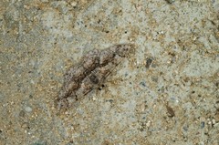 Satoblephara parvularia