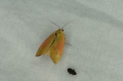 Earias pudicana