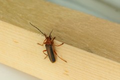 Cantharis soeulensis