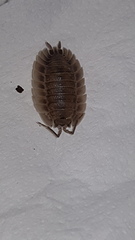 Porcellio spatulatus