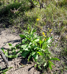 Senecio coronatus