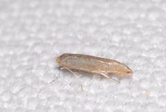 Phyllonorycter messaniella