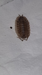 Porcellio spatulatus