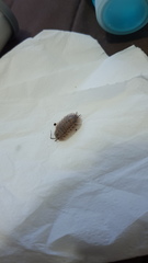 Porcellio spatulatus