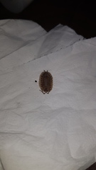 Porcellio spatulatus