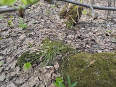 Carex pediformis macroura